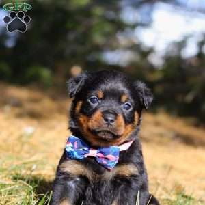 Zara, Rottweiler Puppy