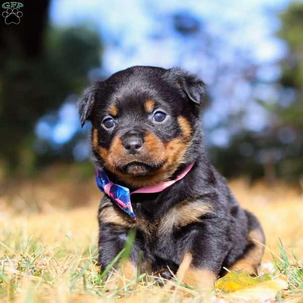 Zara, Rottweiler Puppy