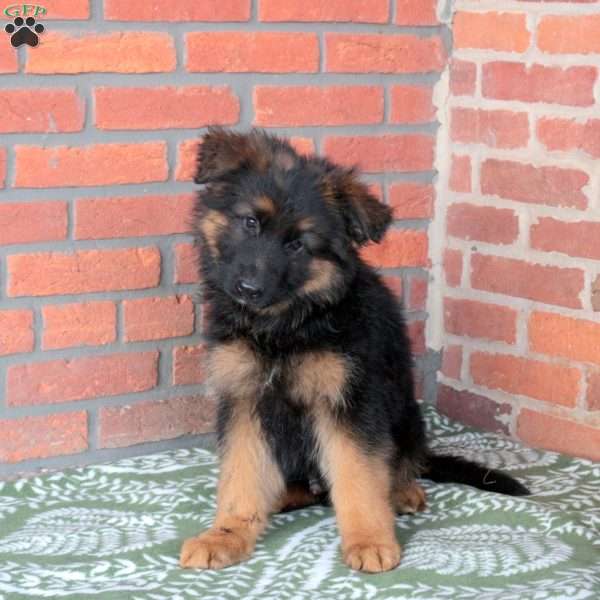Zaxby, German Shepherd Puppy