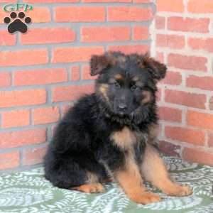 Zaxby, German Shepherd Puppy