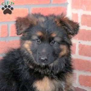 Zaxby, German Shepherd Puppy