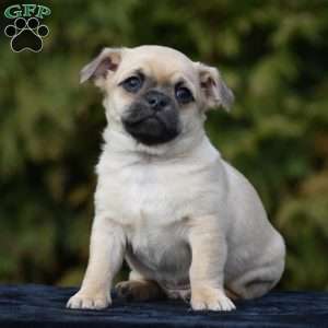 Zazu, Pug Mix Puppy