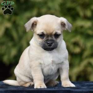 Zazu, Pug Mix Puppy