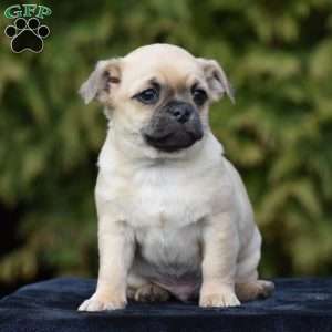 Zazu, Pug Mix Puppy