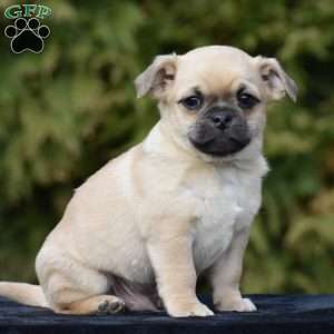Zazu, Pug Mix Puppy