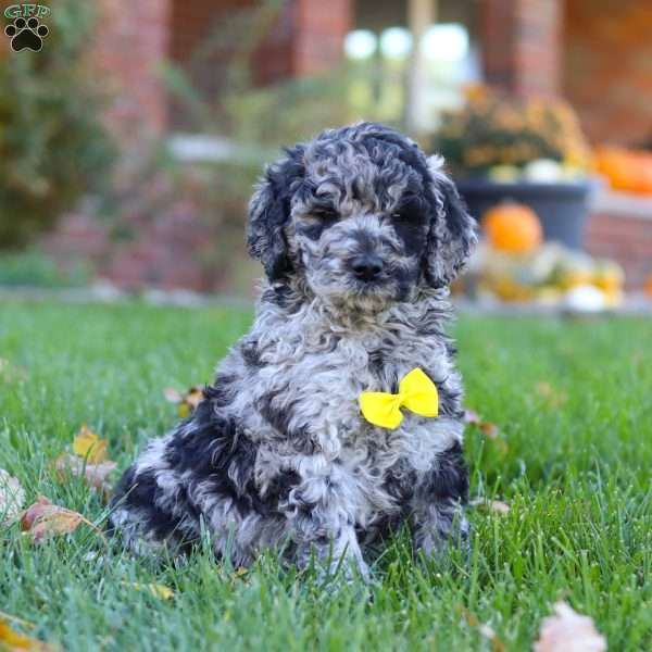 Zeke, Newfypoo Puppy
