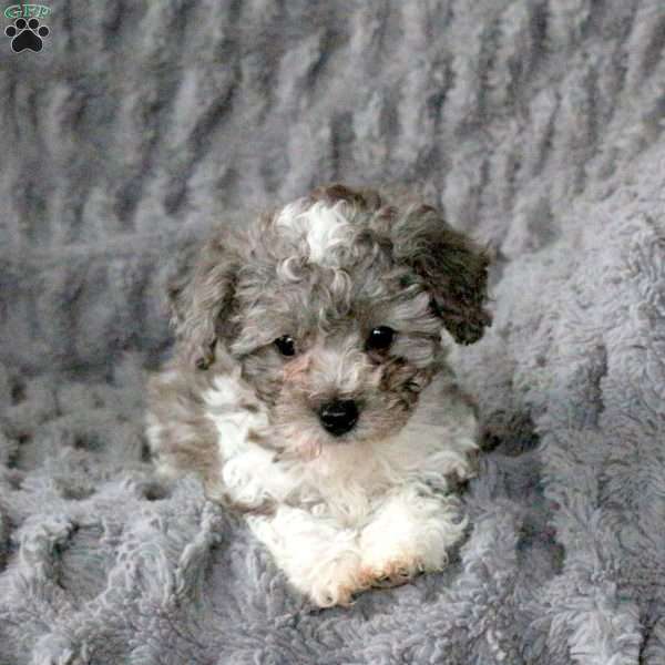 Zeke, Bich-Poo Puppy