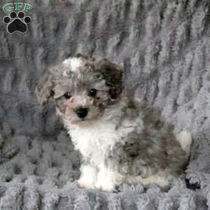 Zeke, Bich-Poo Puppy