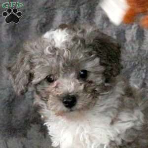 Zeke, Bich-Poo Puppy