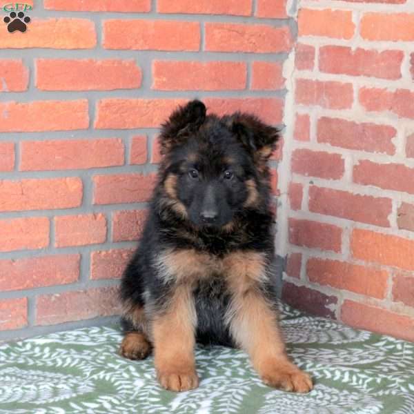 Zelda, German Shepherd Puppy