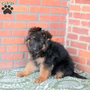 Zelda, German Shepherd Puppy