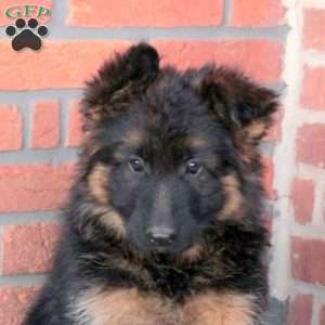 Zelda, German Shepherd Puppy