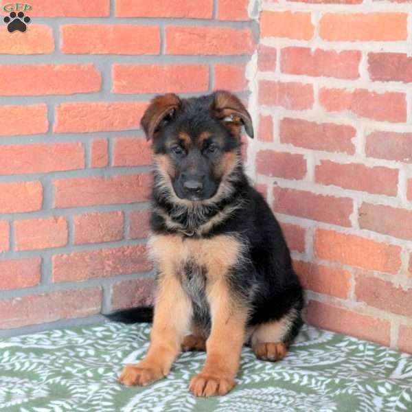 Zelly, German Shepherd Puppy
