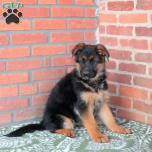 Zelly, German Shepherd Puppy