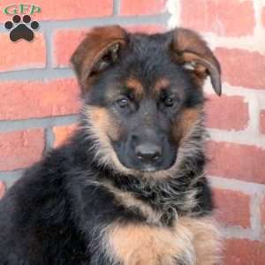 Zelly, German Shepherd Puppy