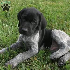 Zenith, German Shorthaired Pointer Puppy