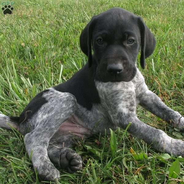 Zenith, German Shorthaired Pointer Puppy