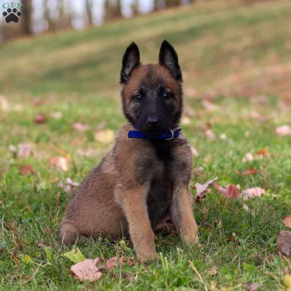 Zeus, Belgian Malinois Puppy