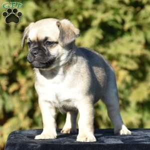 Ziggy, Pug Mix Puppy