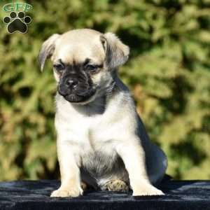 Ziggy, Pug Mix Puppy