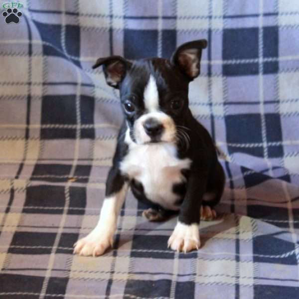 Zinnia, Boston Terrier Puppy