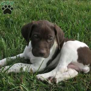 Zip, German Shorthaired Pointer Puppy