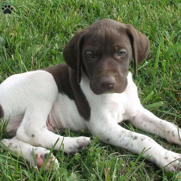 Zip, German Shorthaired Pointer Puppy
