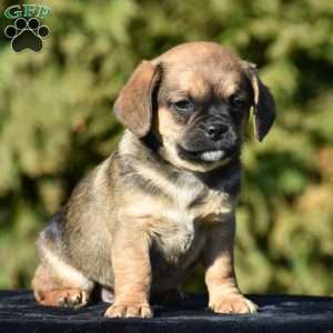 Zius, Pug Mix Puppy
