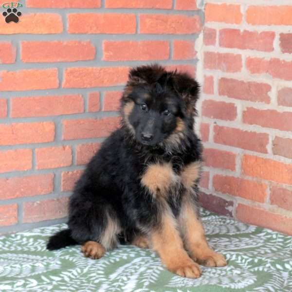 Zoey, German Shepherd Puppy