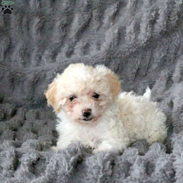 Zoey, Bich-Poo Puppy