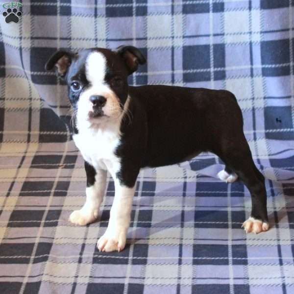 Zoey, Boston Terrier Puppy