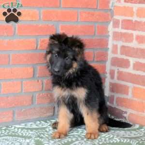 Zoey, German Shepherd Puppy