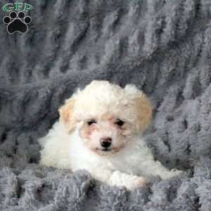 Zoey, Bich-Poo Puppy