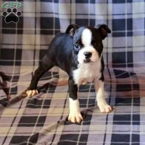 Zoey, Boston Terrier Puppy