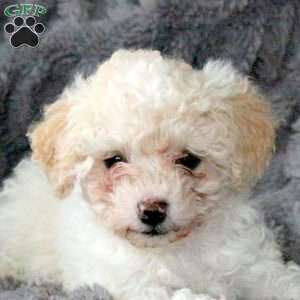 Zoey, Bich-Poo Puppy