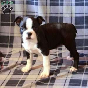 Zoey, Boston Terrier Puppy