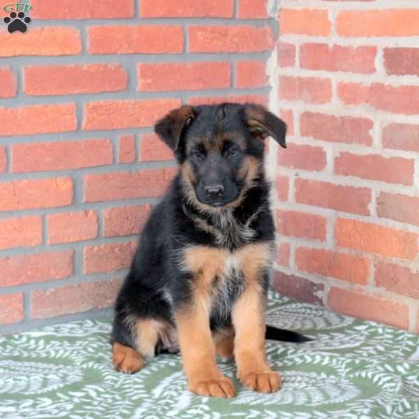 Zora, German Shepherd Puppy