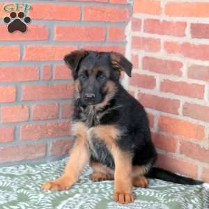 Zora, German Shepherd Puppy