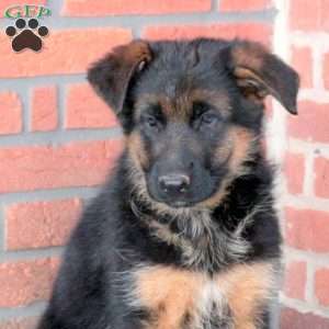 Zora, German Shepherd Puppy
