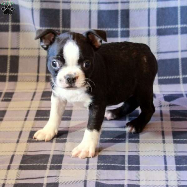 Zorro, Boston Terrier Puppy