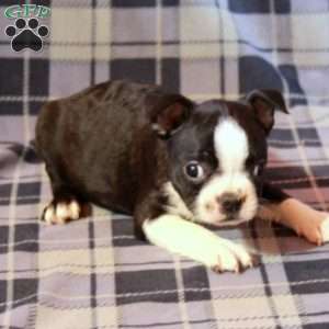 Zorro, Boston Terrier Puppy