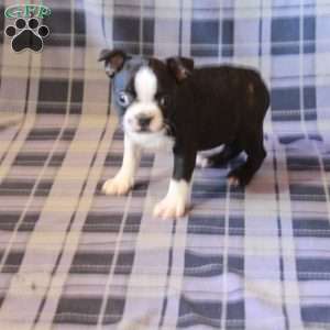 Zorro, Boston Terrier Puppy