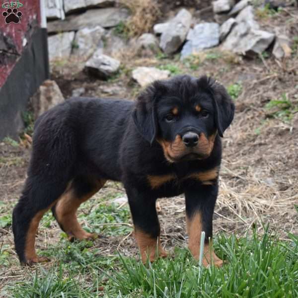 Duke, Rottweiler Puppy