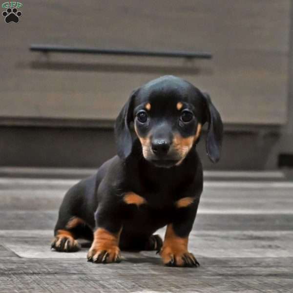 Joy, Dachshund Puppy