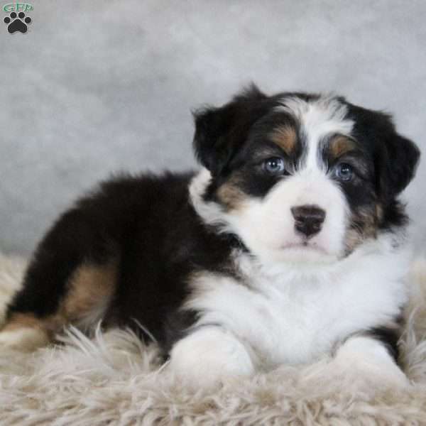 Cameron, Australian Shepherd Puppy