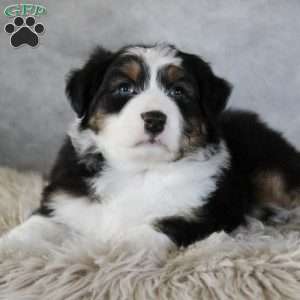 Cameron, Australian Shepherd Puppy