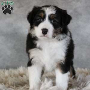 Cameron, Australian Shepherd Puppy