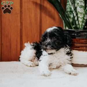 Baby, Havanese Puppy