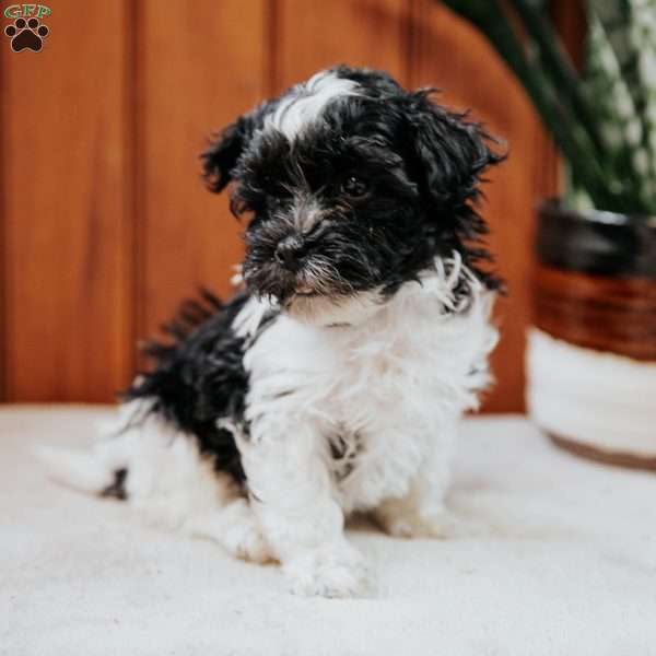 Baby, Havanese Puppy