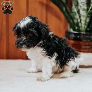 Baby, Havanese Puppy